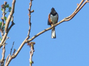 Singing-Towhee