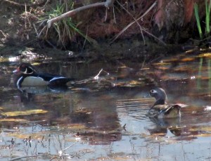 WoodDucks-1