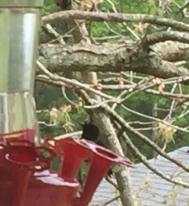 13043548_10154798728527366_8192659683794612503_n