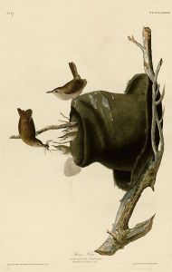 83_House_Wren_cropped-to-the-plate-only