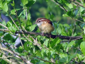 Caro-Wren-May2016