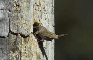 House-wren