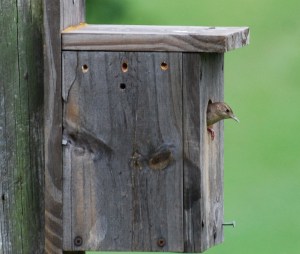 HouseWren-Two
