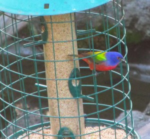 PaintedBunting-Feeder