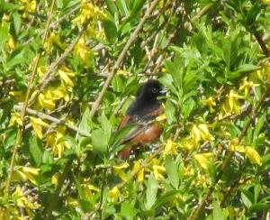 BS-OrchardOriole-Forsythia