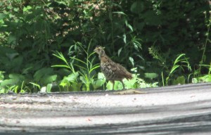 Chick-Grouse