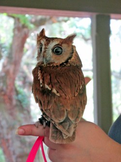 Screech-Owl-LUCY
