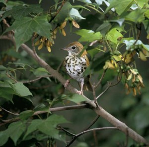 WoodThrush-TWO
