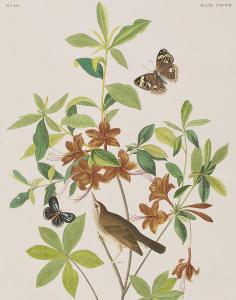 1-brown-headed-worm-eating-warbler-john-james-audubon