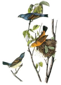 blue-grosbeak-john-james-audubon