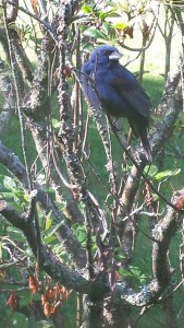 BlueGrosbeak-CODY