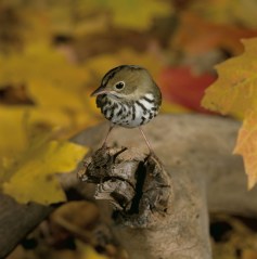 ovenbird-warbler