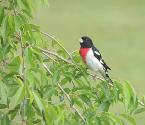 Tammie-RBGrosbeak