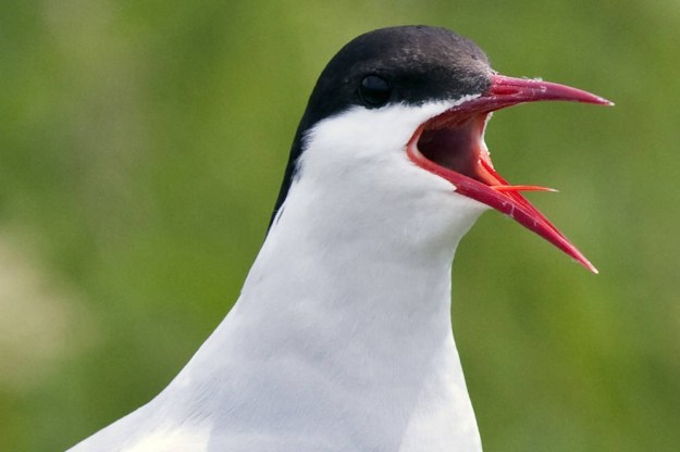 arctic_tern