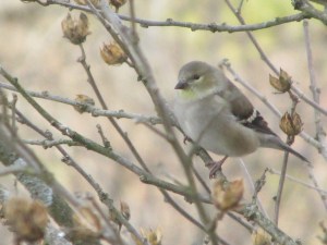 goldfinch-twigs
