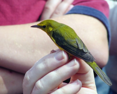 hoodedwarbler-inhand