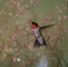rubythroated_hummingbird