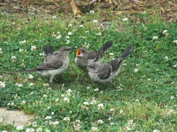 11182682_10205503100649307_2008250169840024301_o