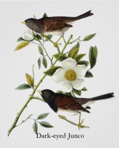 dark_eyed_junco_john_james_audubon_poster-r6f21ff520b124f27b4b3fd8073adeada_a87u_8byvr_630