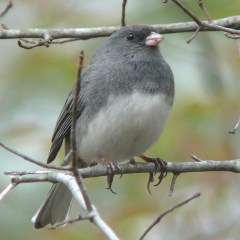 junco-4