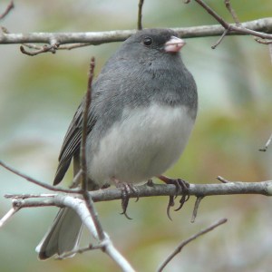 junco-4