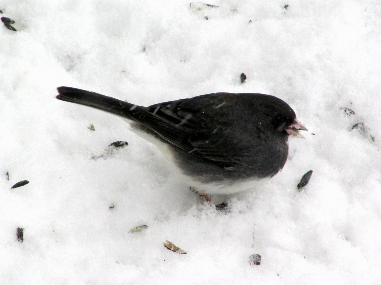 junco-feb9
