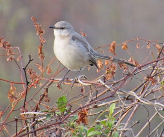 mockingbird-nov11