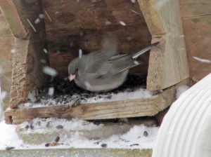 snow-junco-1