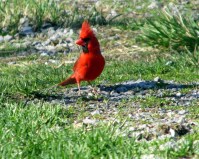 cardinal_driveway-copy