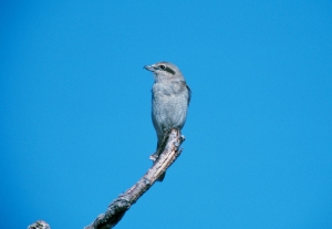 Northern shrike perched on bare branch