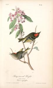 john-james-audubon-ruby-crowned-kinglet-1-male-2-female-kalmia-augustifolia