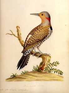 birds-of-ga-northern-flicker