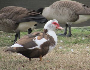 muscovy-three