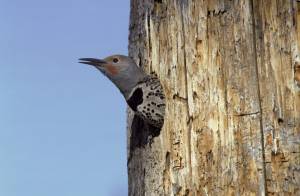 northern_flicker-1-2