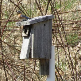 Bluebird-Box