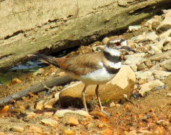 Killdeer_AgainstLog