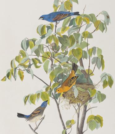 1-blue-grosbeak-john-james-audubon