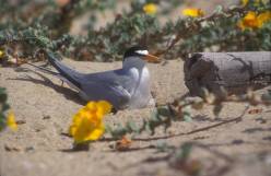 California_Least_tern-2