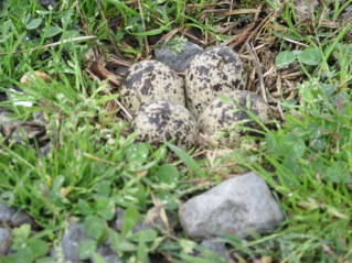 Killdeer-Eggs