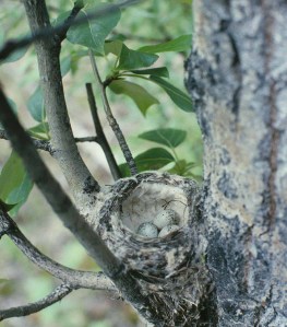 Yellow_warbler_nest_with_eggs