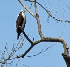 backpacking ospreys following their migration all about birdsall about birds Ospreys: The Revival of a Global Raptor: 9781421427157: Poole, Alan F.: Books Osprey Amazing Nature Scandinavia