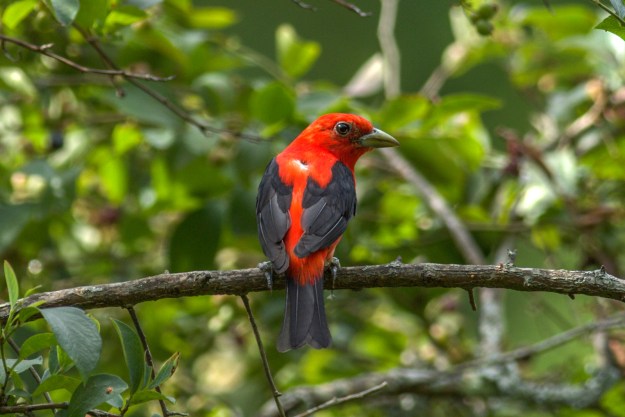 ScarletTanager-Bryant