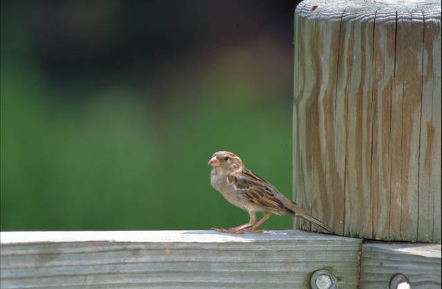 House_sparrow (1)