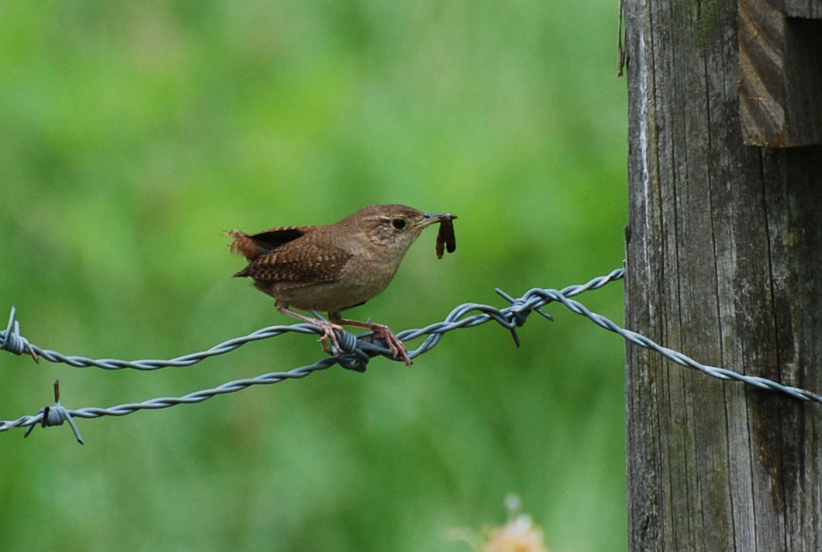 HouseWren-JEAN