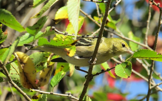 Bay-BreastedWarbler