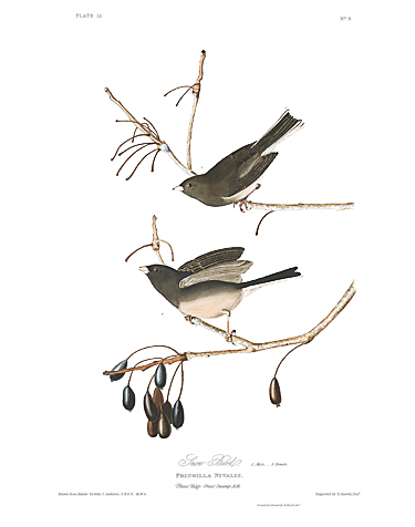 john-james-audubon-limited-centennial-edition-giclee-on-paper-dark-eyed-junco-2