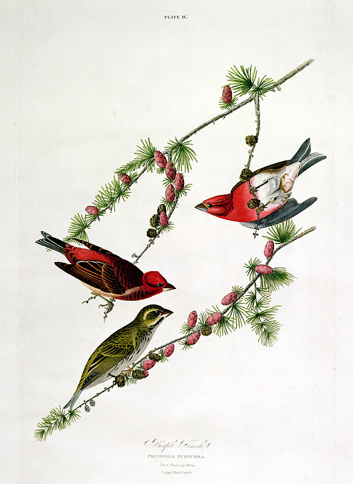 purple-finch-john-james-audubon