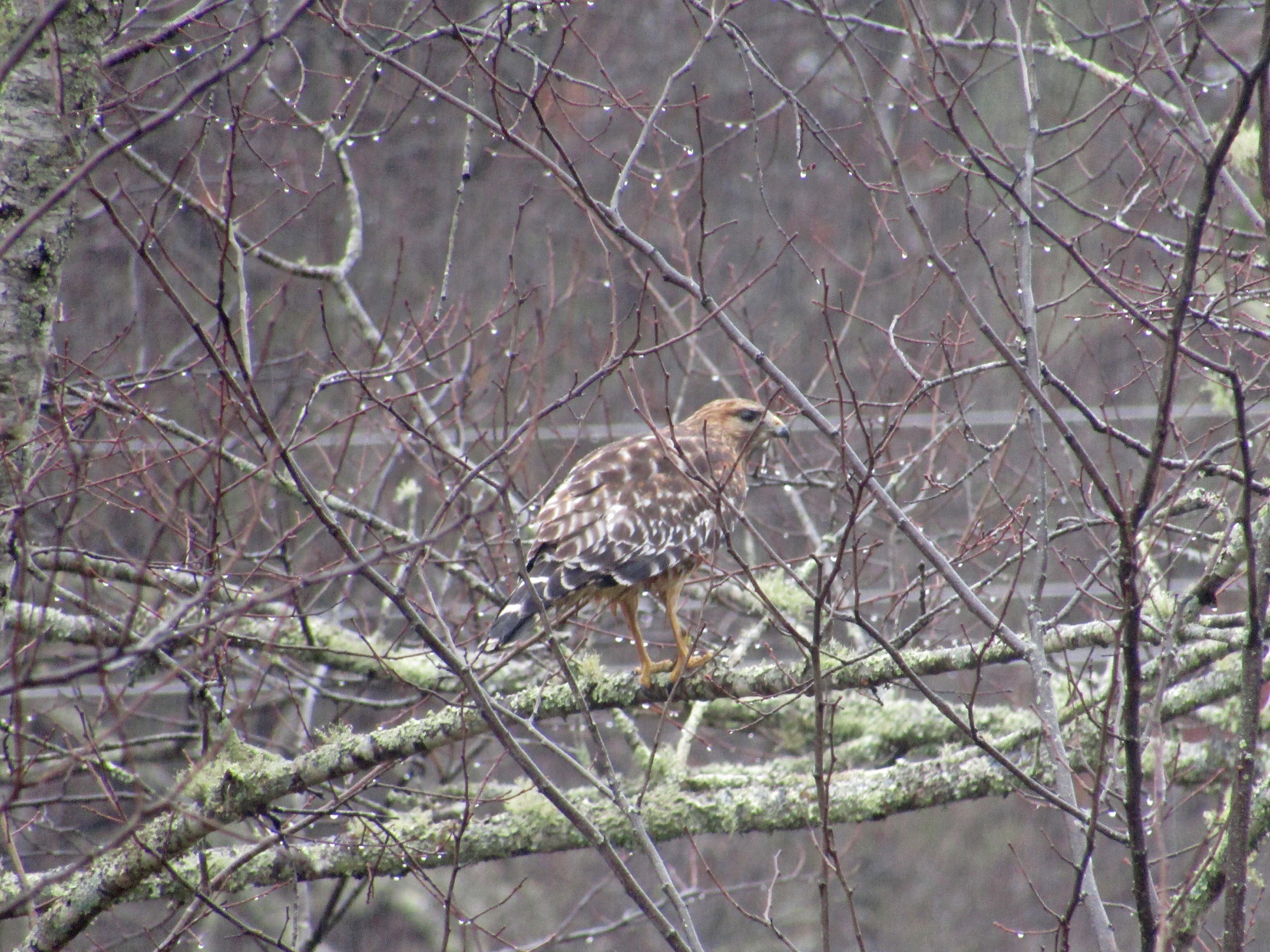 Red-shouldered-Finally