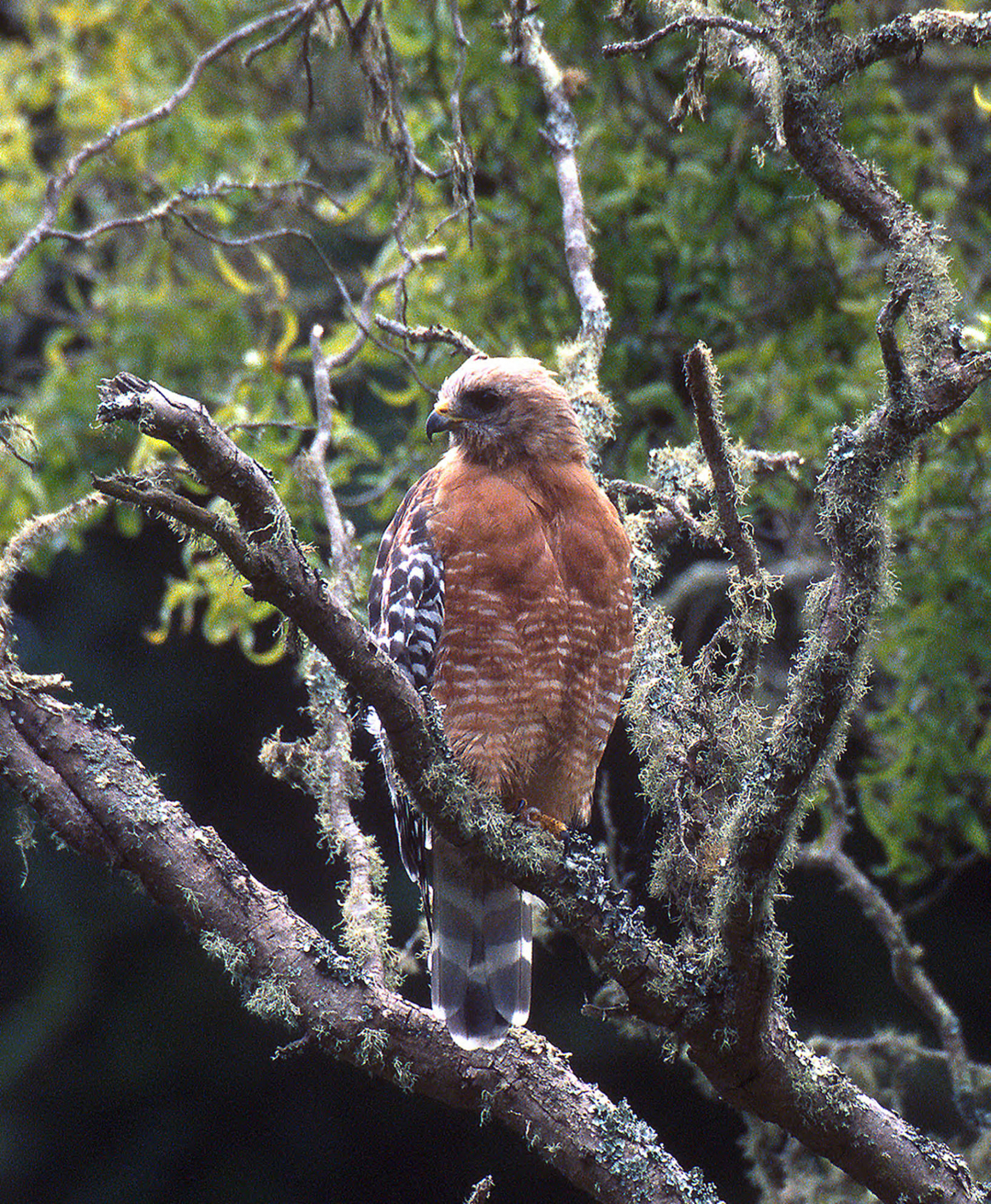 Redshouldered_Hawk-LeeKarney