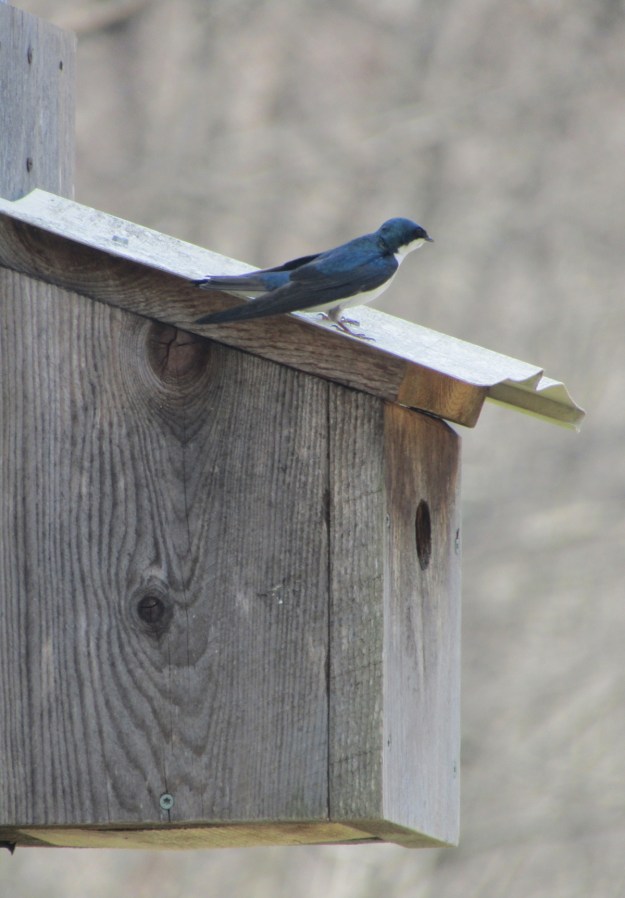 TreeSwallow-April13